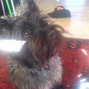 Cairn terrier Laban