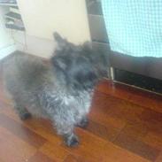 Cairn terrier Laban