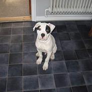 Amerikansk bulldog deegan