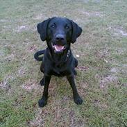 Blanding af racer Canto