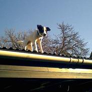 Dansk svensk gaardhund Luca 