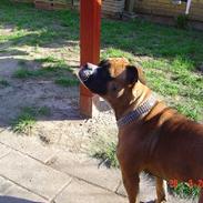 Olde english bulldogge Kenya