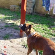 Olde english bulldogge Kenya