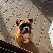 Olde english bulldogge Kenya