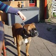 Olde english bulldogge Kenya