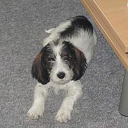 Petit basset griffon wendéen Charlie