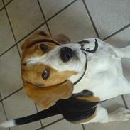 Beagle Basse