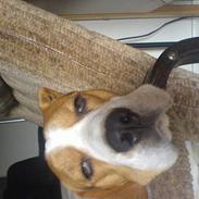 Beagle Basse