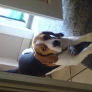Beagle Basse