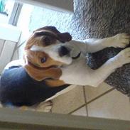 Beagle Basse