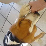 Beagle Basse