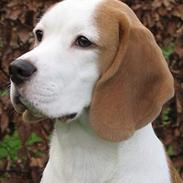 Beagle Ruby