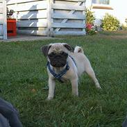 Mops Carlos