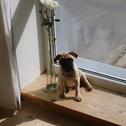 Mops Carlos