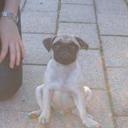 Mops Carlos