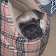 Mops Carlos