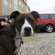 Amerikansk staffordshire terrier Shiva