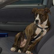 Amerikansk staffordshire terrier Shiva