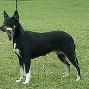 Finsk hyrdehund Lapinlumon Bieggamillu 