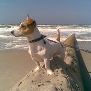 Jack russell terrier Felix