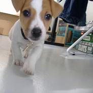 Jack russell terrier Felix