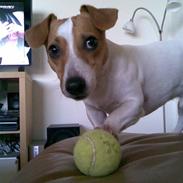 Jack russell terrier Felix