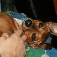Gravhund Trisse