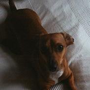 Gravhund Trisse