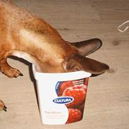 Gravhund Trisse