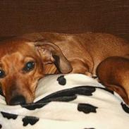 Gravhund Trisse