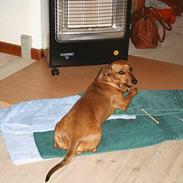 Gravhund Trisse