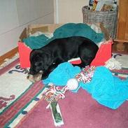 Blanding af racer Canto