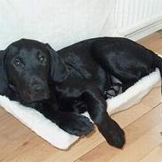 Blanding af racer Canto