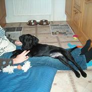 Blanding af racer Canto