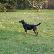 Tysk jagtterrier Ally