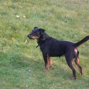 Tysk jagtterrier Ally