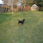 Tysk jagtterrier Ally