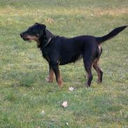 Tysk jagtterrier Ally