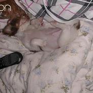 Chihuahua Hambus