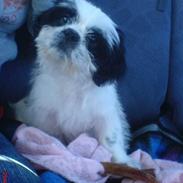 Shih tzu Basse