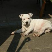 Amerikansk staffordshire terrier Dexter