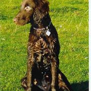 Flat coated retriever Asgeir