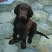 Flat coated retriever Asgeir