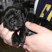 Staffordshire bull terrier Karma