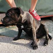 Staffordshire bull terrier Karma