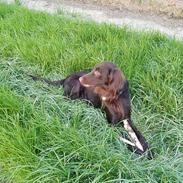 Flat coated retriever Asgeir