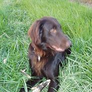 Flat coated retriever Asgeir