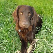 Flat coated retriever Asgeir