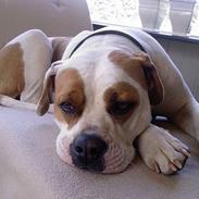 Amerikansk bulldog hanna