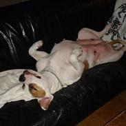 Amerikansk bulldog hanna